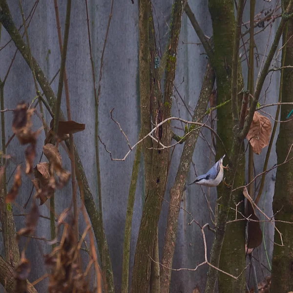 Ptak Czołgający Się Gałęzi — Zdjęcie stockowe