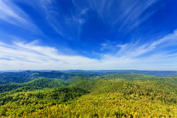 Hory se zelenou lesní krajinou Stock Obrázky