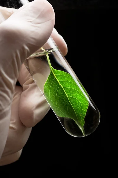Hand in de handschoen houden reageerbuis met plant — Stockfoto
