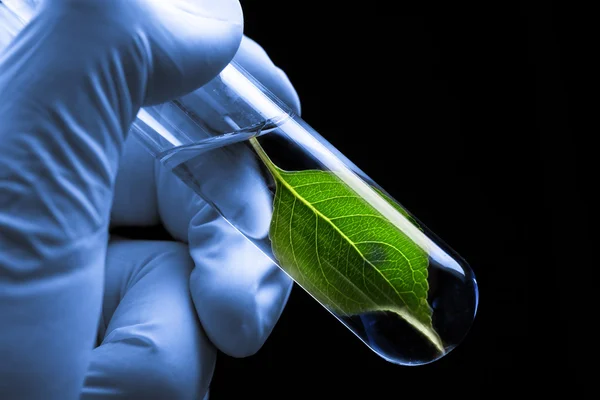 Hand in glove holding test tube with plant — Stock Photo, Image