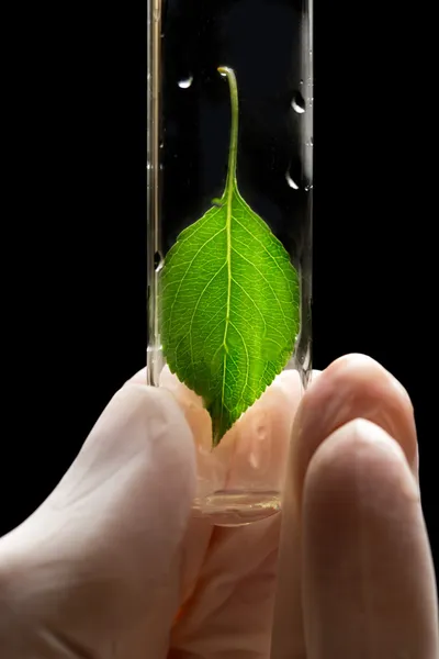 Guante de mano sosteniendo tubo de prueba con planta — Foto de Stock