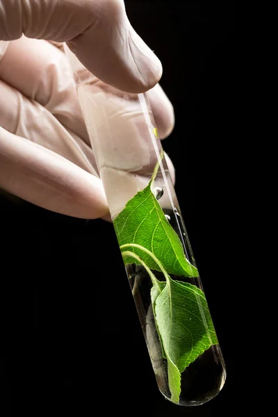Mão na luva segurando tubo de teste com planta — Fotografia de Stock