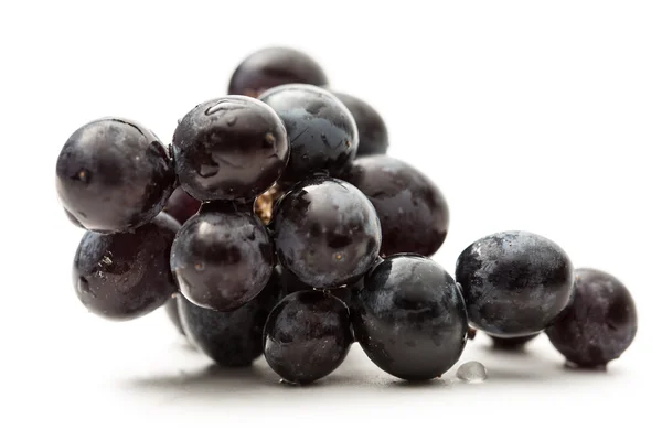 Gałązka czarny winogron biały — Zdjęcie stockowe
