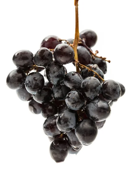 Brindille de raisin noir sur blanc — Photo