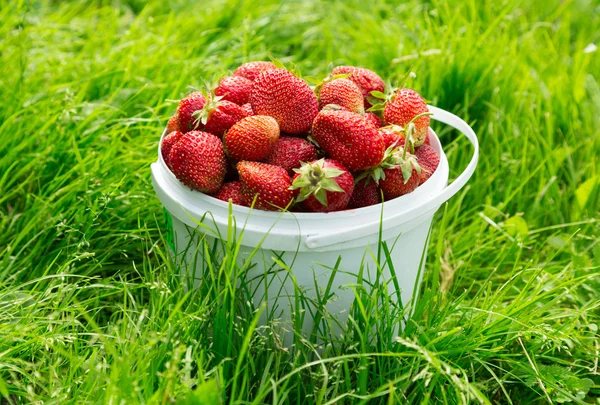Zralé jahody v kbelíku na trávě — Stock fotografie