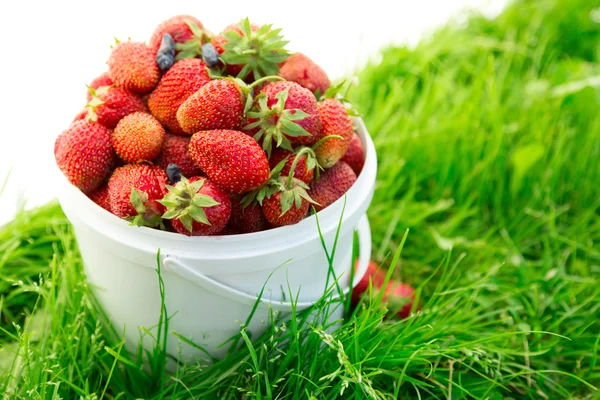 Fraise mûre dans un seau sur l'herbe — Photo