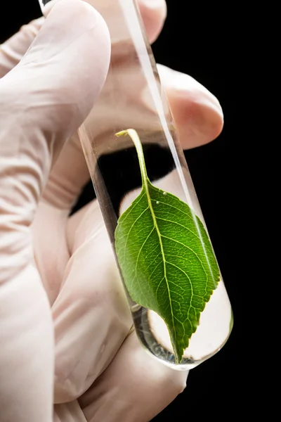 Hand in de handschoen houden reageerbuis met plant — Stockfoto