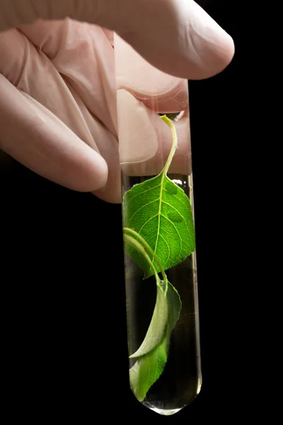 Hand in de handschoen houden reageerbuis met plant — Stockfoto