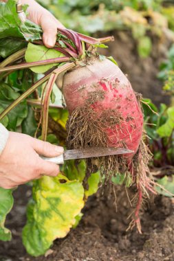 Genç pancar bıçağı ile temizlik el