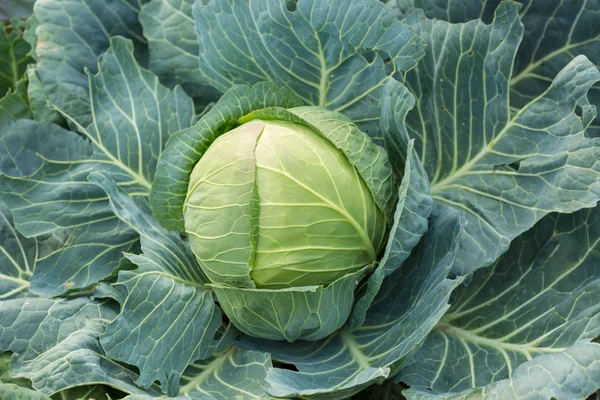 Young green head of cabbage — Stock Photo, Image