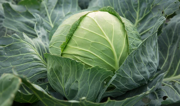 Young green head of cabbage — Stock Photo, Image