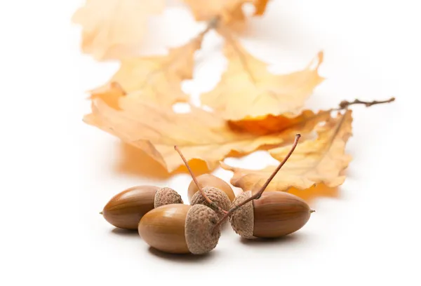 Frische Eichel mit getrockneten Blättern — Stockfoto