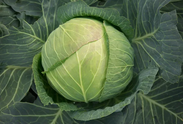 Young green head of cabbage — Stock Photo, Image