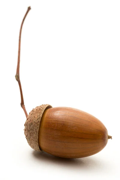 En acorn på vit — Stockfoto
