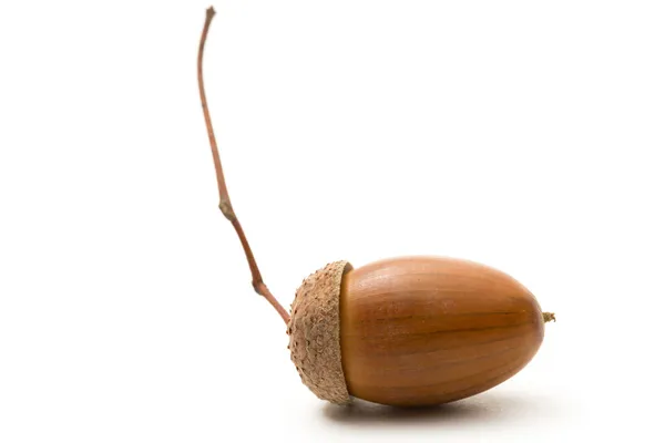One acorn on white — Stock Photo, Image