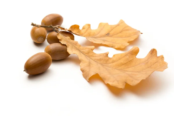 Fresh acorn with dried leaves — Stock Photo, Image