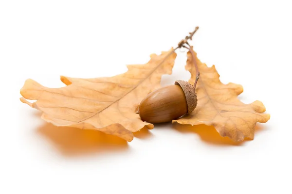 Fresh acorn with dried leaves — Stock Photo, Image