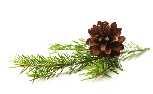 Twig of evergreen fir and cone — Stock Photo, Image