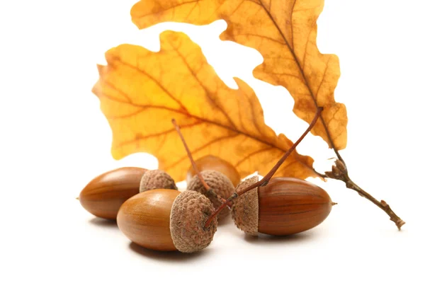 Fresh acorn with dried leaves — Stock Photo, Image