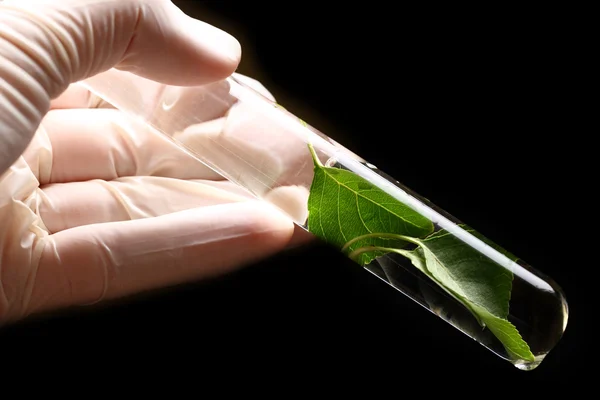 Hand in glove holding test tube with plant — Stock Photo, Image