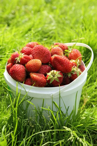 在草地上篮子里的草莓 — 图库照片