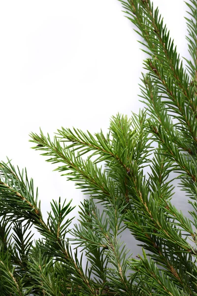 Background with fir — Stock Photo, Image