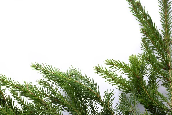 Background with fir — Stock Photo, Image