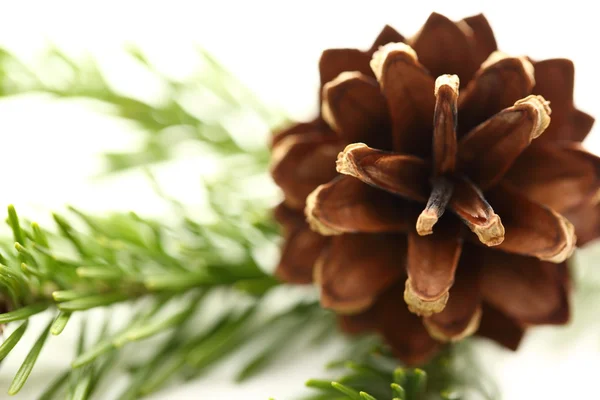 Twig of evergreen fir and cone — Stock Photo, Image