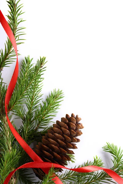 Background with fir and cone — Stock Photo, Image