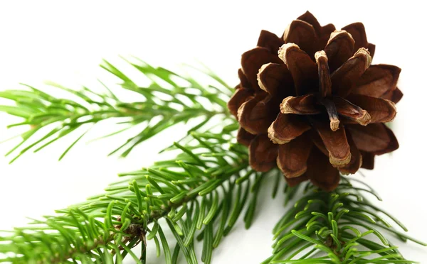 Twig of evergreen fir and cone — Stock Photo, Image