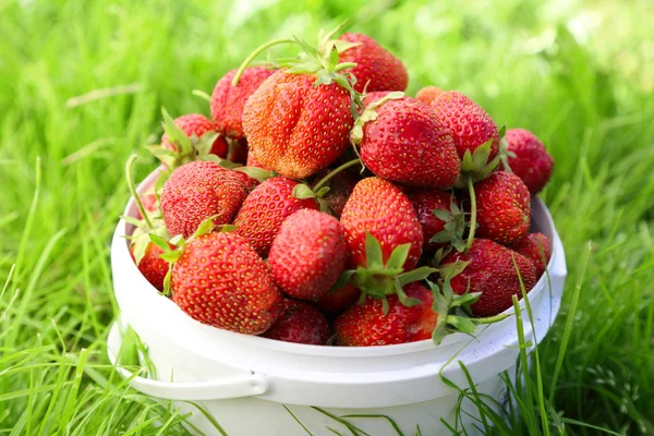 परिपक्व स्ट्रॉबेरी — स्टॉक फोटो, इमेज