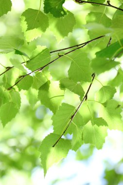 Yaz sabahı genç yeşil yapraklar