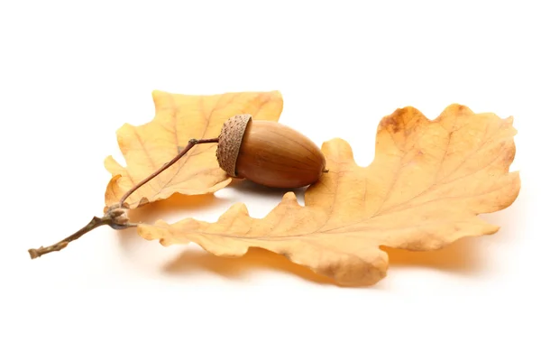 Fresh acorn with dried leaves — Stock Photo, Image