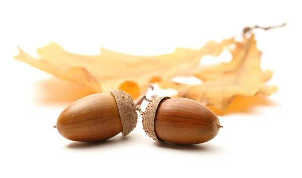 Verse acorn met gedroogde bladeren — Stockfoto