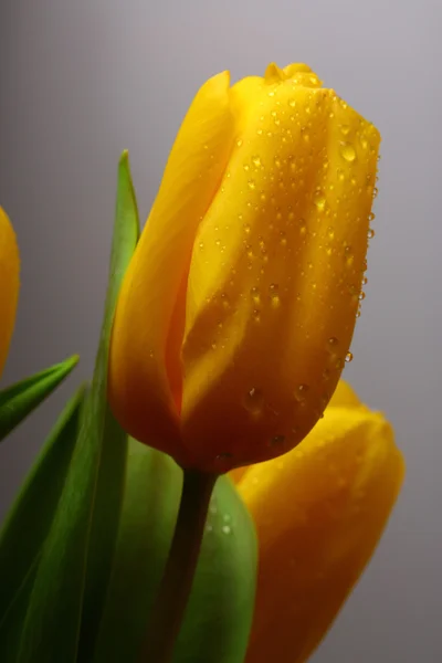Üç sarı bahar laleler — Stok fotoğraf