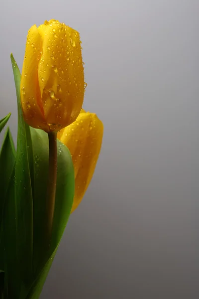 Three yellow spring tulips with waterdrops — Stock Photo, Image