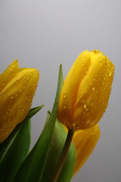 Üç sarı bahar Lale ile waterdrops — Stok fotoğraf