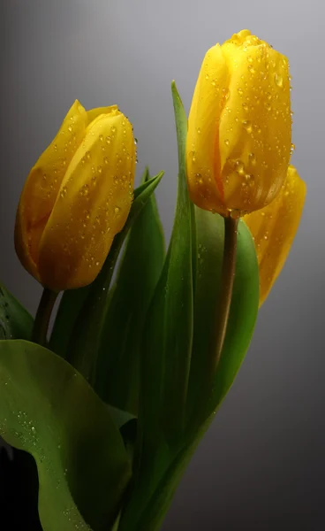 Three yellow spring tulips with waterdrops — Stock Photo, Image