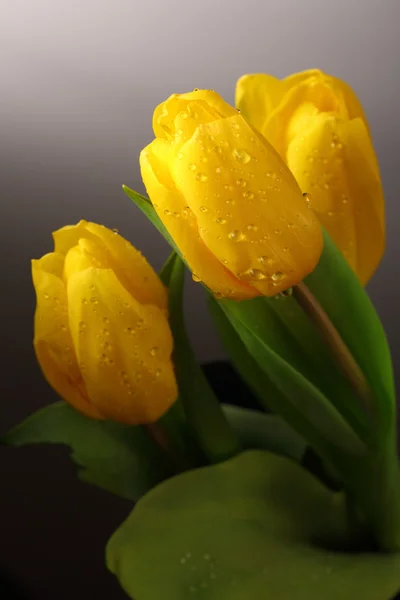 Three yellow spring tulips with waterdrops — Stock Photo, Image