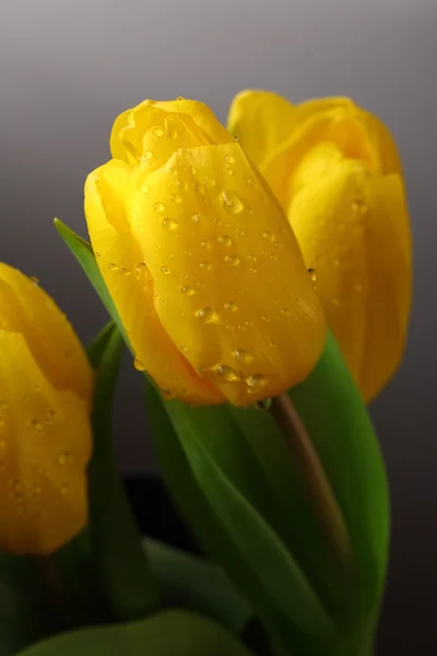 Üç sarı bahar Lale ile waterdrops — Stok fotoğraf