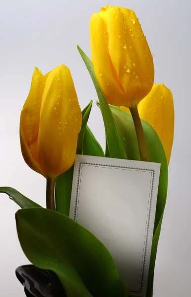 Three yellow spring tulips with waterdrops — Stock Photo, Image