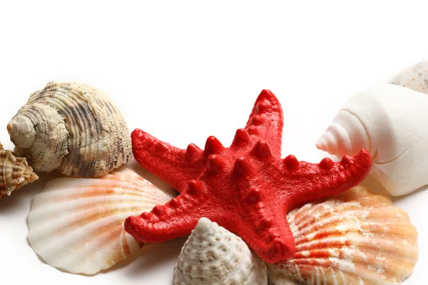 Seastar and seashells on white — Stock Photo, Image