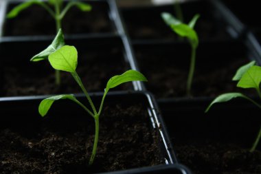 Topraktan büyüyen yeşil tohum