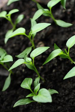 Topraktan büyüyen yeşil tohum