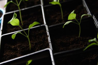 Topraktan büyüyen yeşil tohum