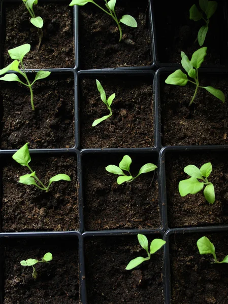 Green seedling growing out of soil — Stock Photo, Image