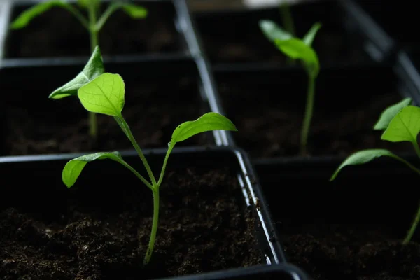 Green seedling growing out of soil — Stock Photo, Image