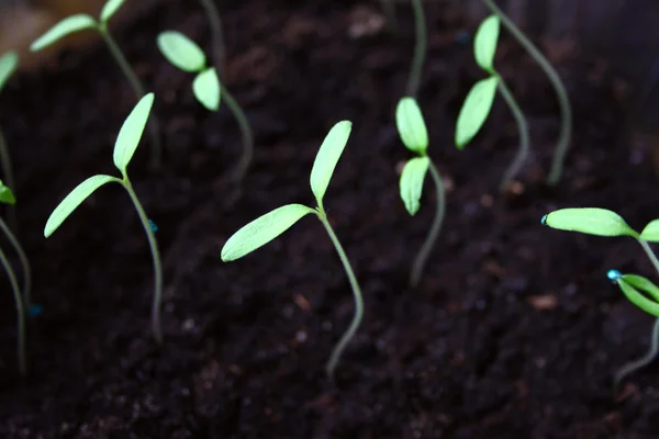 Green seedling growing out of soil — Stock Photo, Image