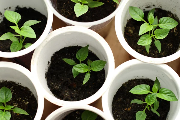 Green seedling growing out of soil — Stock Photo, Image