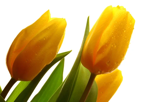 Three yellow spring tulips — Stock Photo, Image